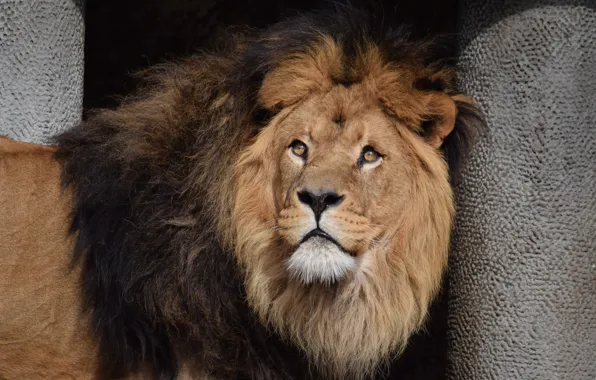 Cat, Leo, Mane, Animal