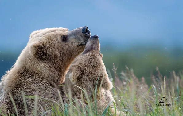 Feelings, bears, brown