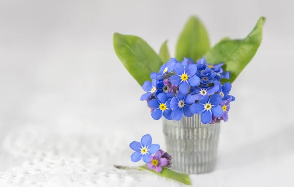 Picture background, a bunch, forget-me-nots