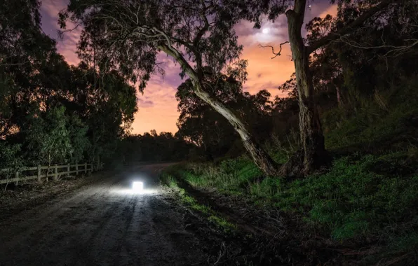 Road, light, night, tree