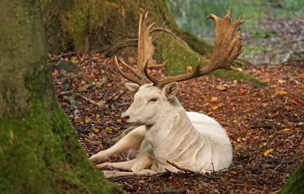 WHITE, HORNS, DEER, ALBINO