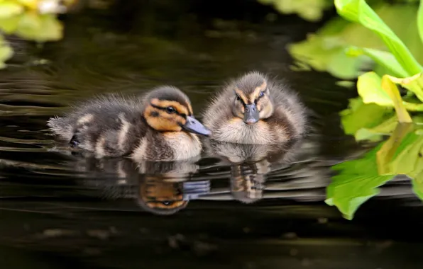Picture photo, Birds, Ducklings, Animals