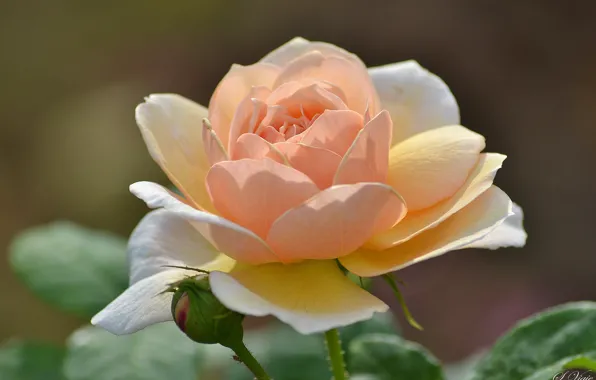 Picture macro, rose, petals, peach