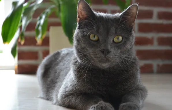 Picture eyes, look, grey, Russian blue, Carol
