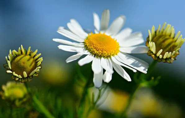 Picture flowers, background, blue, chamomile, white, blurred