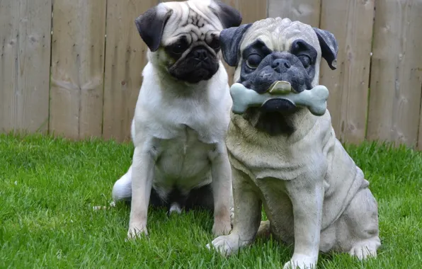 Dogs, grass, look, pose, glade, toy, the fence, dog
