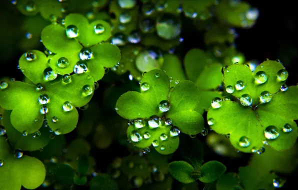 Drops, green, clover