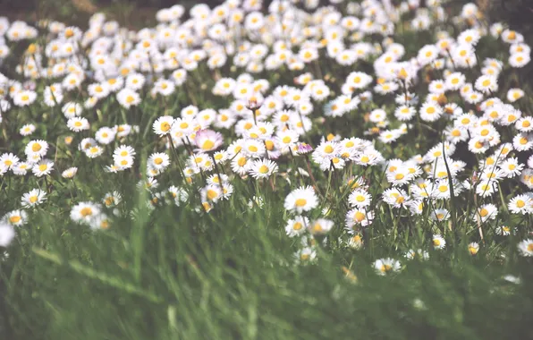 Picture flowers, chamomile, petals, white