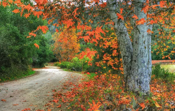 Road, autumn, leaves, trees