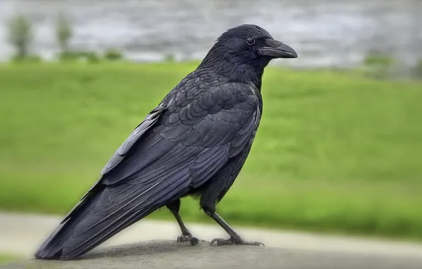 Nature, bird, Raven
