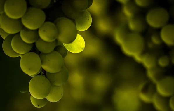 Summer, macro, nature, grapes