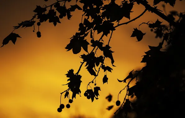 Leaves, sunset, nature, silhouette
