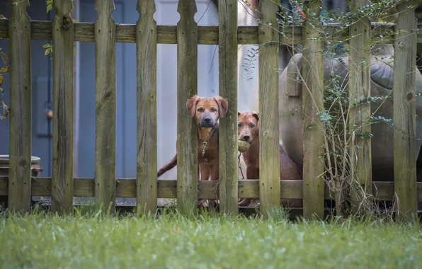 The fence, two, dog