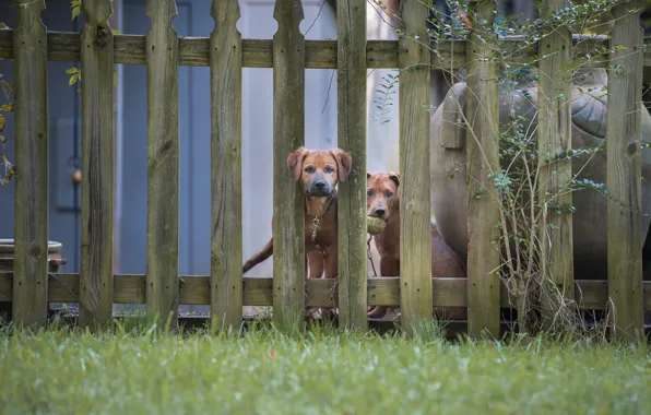 Dogs, the fence, two