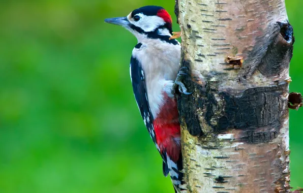 Tree, bird, woodpecker, birch, medic