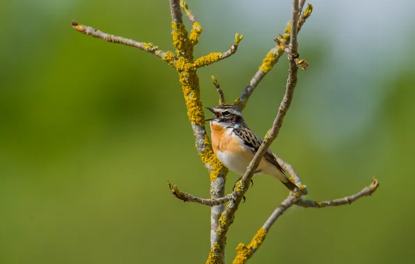 Birds, spring, photohunt, mint, Sings a song