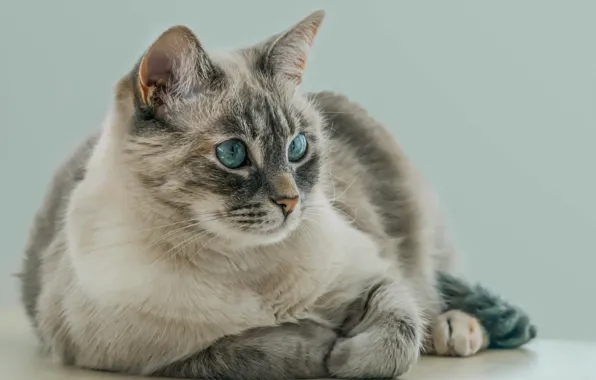 Eyes, wool, beauty