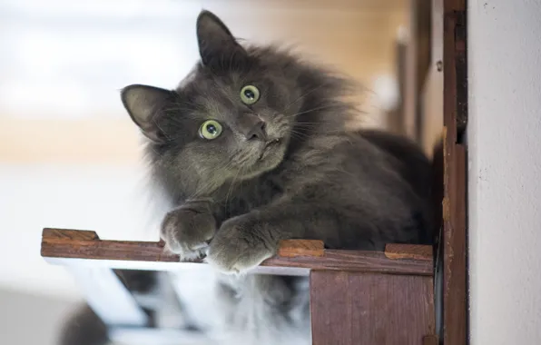 Eyes, look, cat