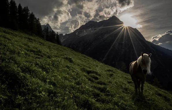 Picture grass, trees, mountains, horse, morning, the rays of the sun