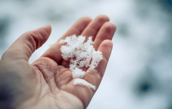 Picture winter, snow, palm