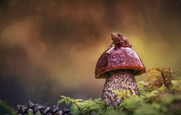 Drops, rain, mushroom, moss, frog, boletus, hat, bump