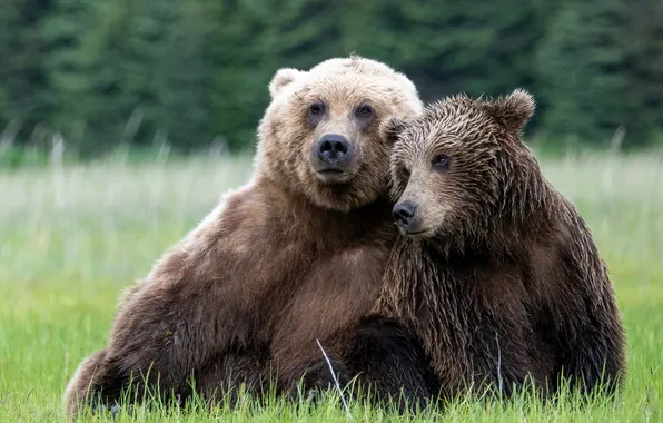 Together, glade, bear, bears, pair, bear, sitting, bear