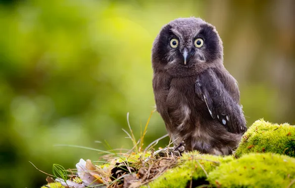 Picture background, owl, bird, moss, Chicks, bokeh, Tengmalm's owl