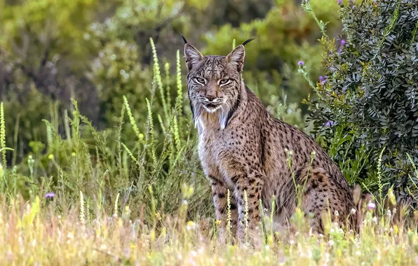 Look, face, flowers, nature, pose, Bush, meadow, lynx