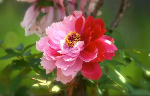 Flower, leaves, light, red, pink, petals, garden, green background