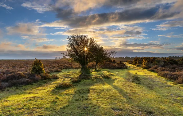 Field, the sky, the sun, clouds, light, trees, sunset, dawn