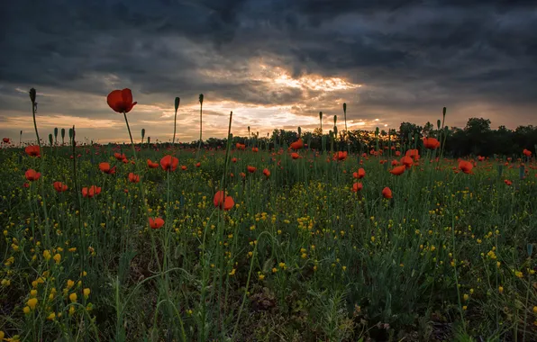 Greens, field, summer, the sky, landscape, sunset, flowers, clouds