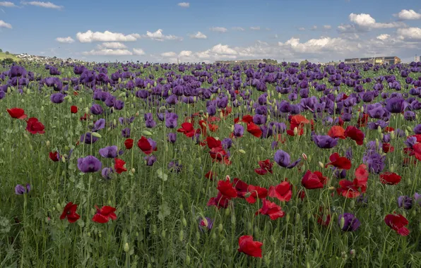 Field, summer, the sky, clouds, landscape, flowers, nature, Maki