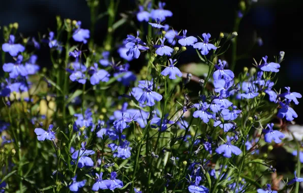Summer, flowers, nature, plant, beauty, blue color, cottage, flora