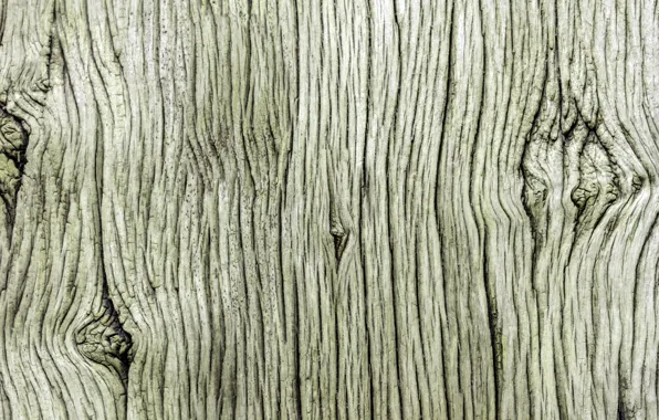 Tree, old, texture
