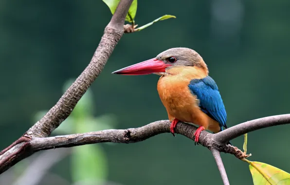 Picture birds, branch, bird, ruby Kingfisher