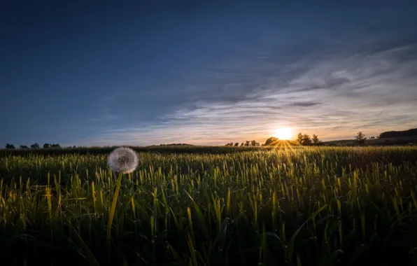 Field, sunset, dandelion