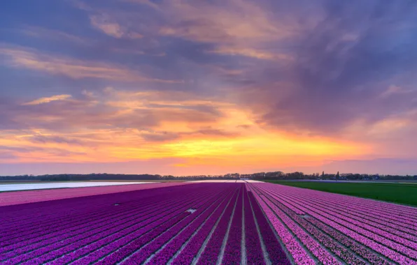 Picture field, the sky, clouds, line, sunset, flowers, strip, perspective