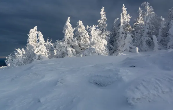 Winter, frost, forest, the sky, the sun, light, snow, trees