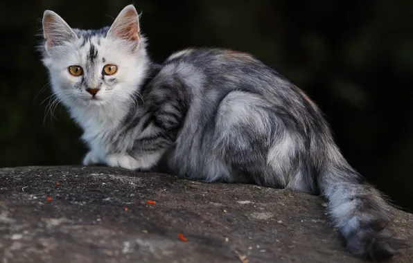 Animals, cat, temnobelos