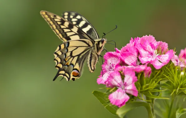 Picture flower, macro, butterfly, carnation, swallowtail