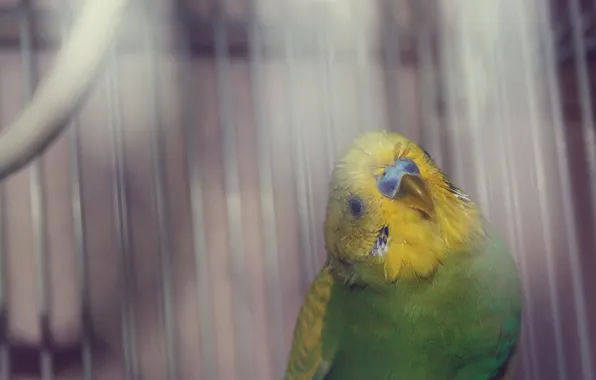 Picture yellow, green, feathers, parrot