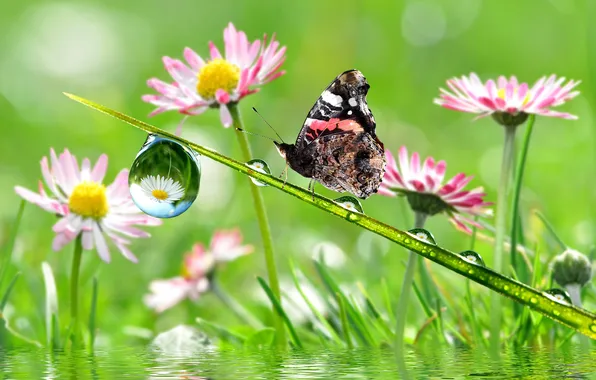 Picture drops, flowers, butterfly, stem