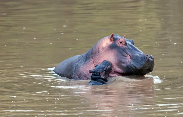 Baby, bathing, pair, Hippo, cub, pond, hippos, mother