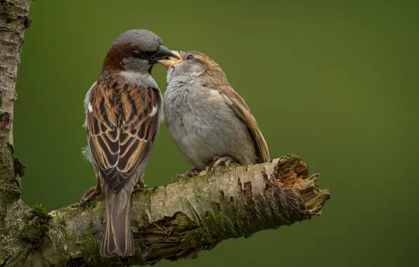 Birds, tree, a couple, sparrows