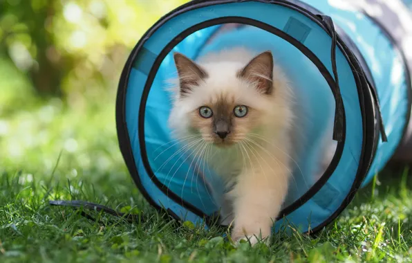 Picture cat, summer, grass, cat, look, light, nature, round