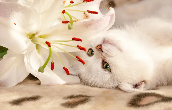 Cat, white, flower, look, flowers, pose, kitty, pollen
