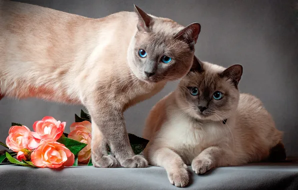 Cats, flowers, cats, pair