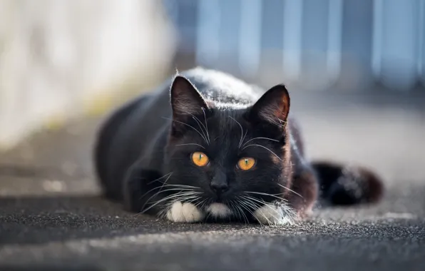 Picture cat, look, asphalt, face, light, kitty, black, the fence