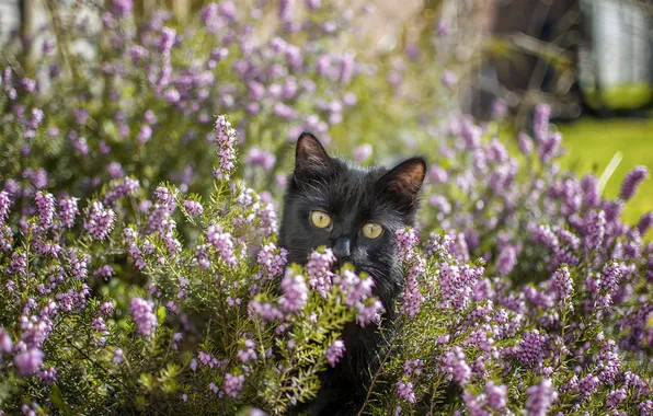 Cat, cat, look, flowers, pose, kitty, black, pink