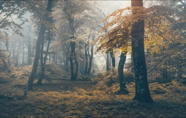 Picture shrub, light, fog, trees, glade, foliage, branches, autumn